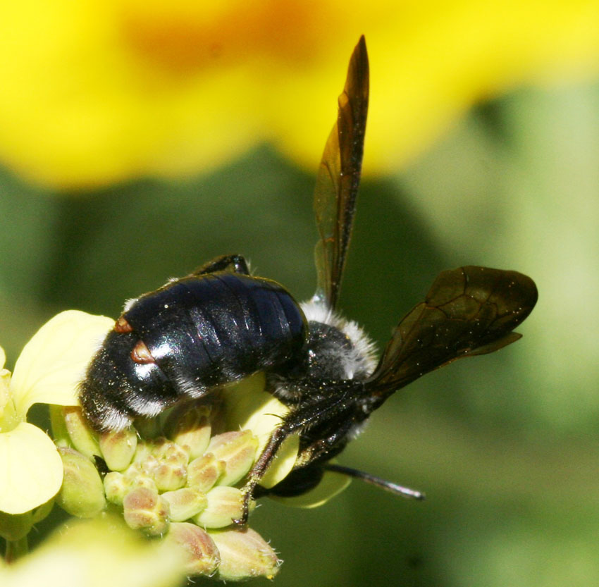 Andrena agilissima ♂ parassitata da Stylops.